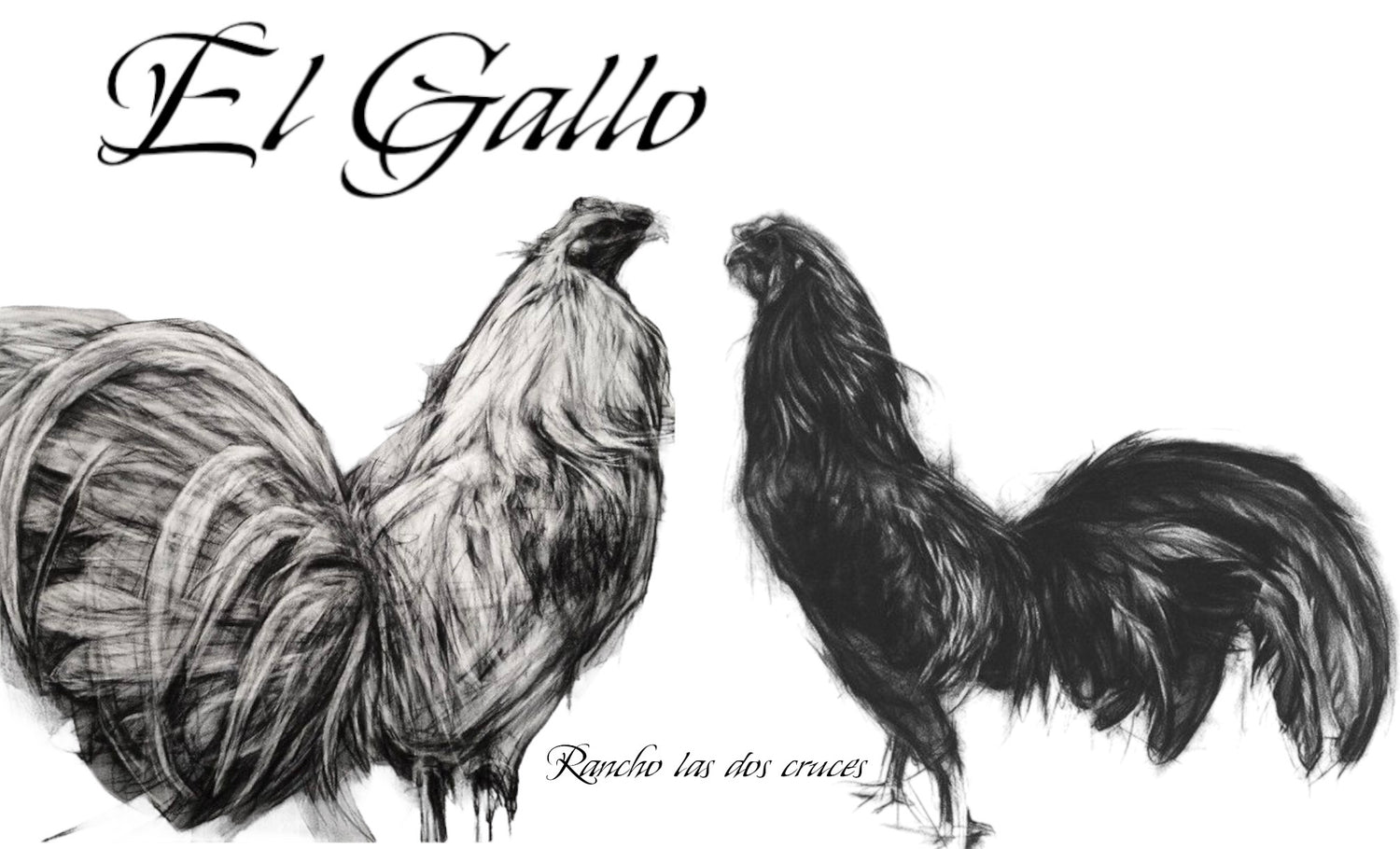 Gallos collection